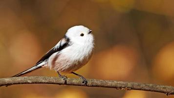 Long-tailed tit in autumn background photo