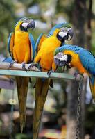 colorful macaws photo