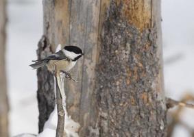 Black Capped Chickadee Perched photo