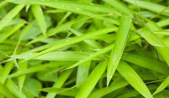 Natural bamboo green leaf photo