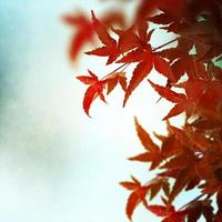 Red japanese maple leaves background