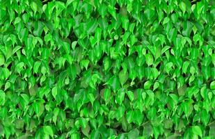 Seamless green leaves background photo