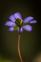 Blue sprigtime liverworts flower (hepatica nobilis)