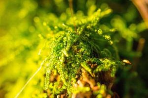 Green moss makro