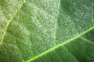 green leaf photo