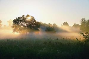 foggy morning photo