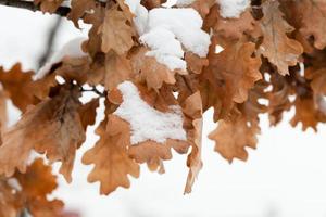 Snow on oak leaves. Snow-covered autumn leaves. photo