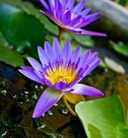 Purple lotus flowers and lotus flowers as a backdrop.