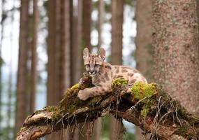 Puma cub photo