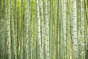 fondo de árboles de bambú foto
