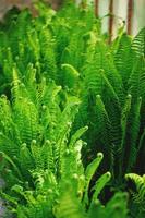 Many young ferns
