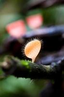 Mushrooms. photo