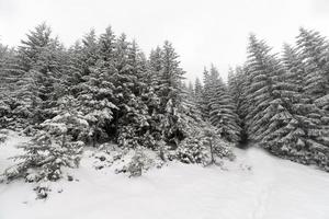 abeto bosque neblinoso cubierto por la nieve en el paisaje de invierno.