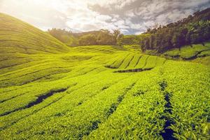 Tea plantation in Malaysia photo