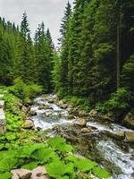 Nice scene with mountain river Prut in green Carpathian forest