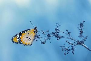 Vintage butterfly and  flower in spring photo