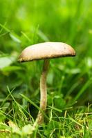 Mushroom in the grass photo