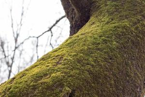 Soft green moss on tree