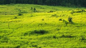 Green meadow,Khao Yai National Park Thailand photo