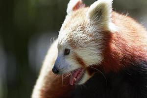 Panda rojo. foto