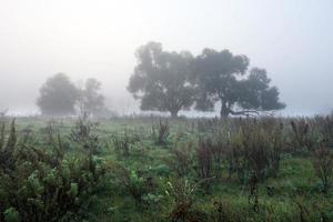 misty autumn morning photo