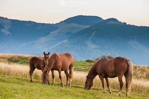 paisaje de montaña con caballos de pastoreo foto