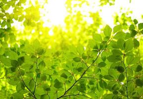 Green leaves background photo