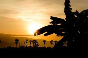 Silhouette sugar palm tree