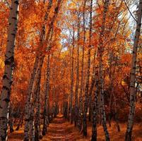 bosque de abedules de otoño foto