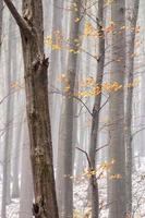 Foggy forrest with autumn leaves. photo