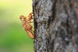 Cicada slough or molt  hold on the tree