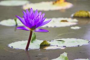 flor de loto púrpura foto