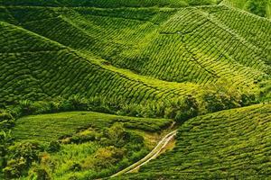 Tea plantation photo