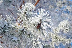 ramitas de pino cubiertas de nieve foto