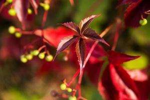 Golden autumn, red leafs. Fall, seasonal nature, beautiful foliage photo
