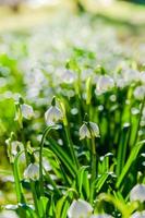 White Spring snowdrops, close-up photo