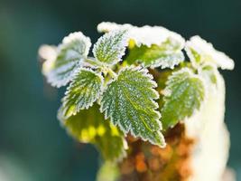 first frost on green nettle leaves in autumn photo