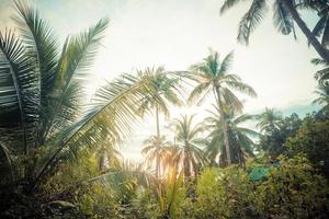 Beautiful tropical background with coconut palms. photo