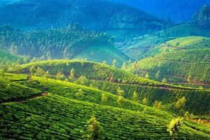 plantaciones de té en la india foto