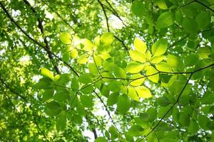 hojas verdes frescas