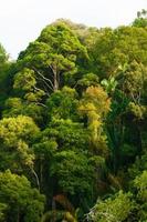 Rainforest canopy photo