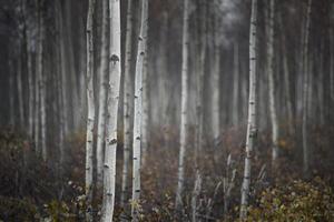 Trunks of small white birch trees
