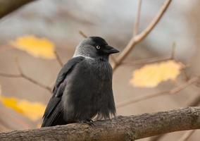 Western Jackdaw on the branch in autumn photo