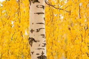 tronco de abedul y hojas amarillas vibrantes
