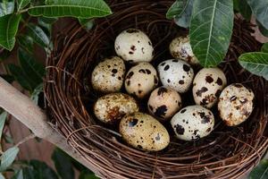 Nest full of Eggs in Tree photo