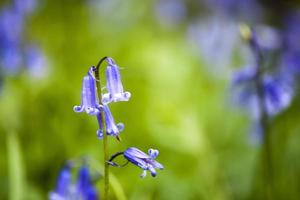 Close up of Bluebells photo