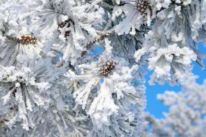 ramitas de pino cubiertas de nieve foto