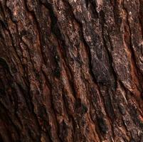 Tree trunk skin