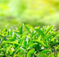 cerca de las hojas de té. plantaciones de té en la india