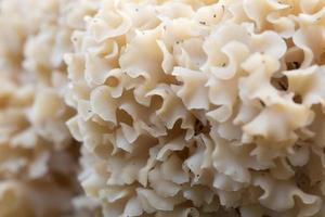 Cauliflower mushroom (Sparassis Crispa) - the Netherlands